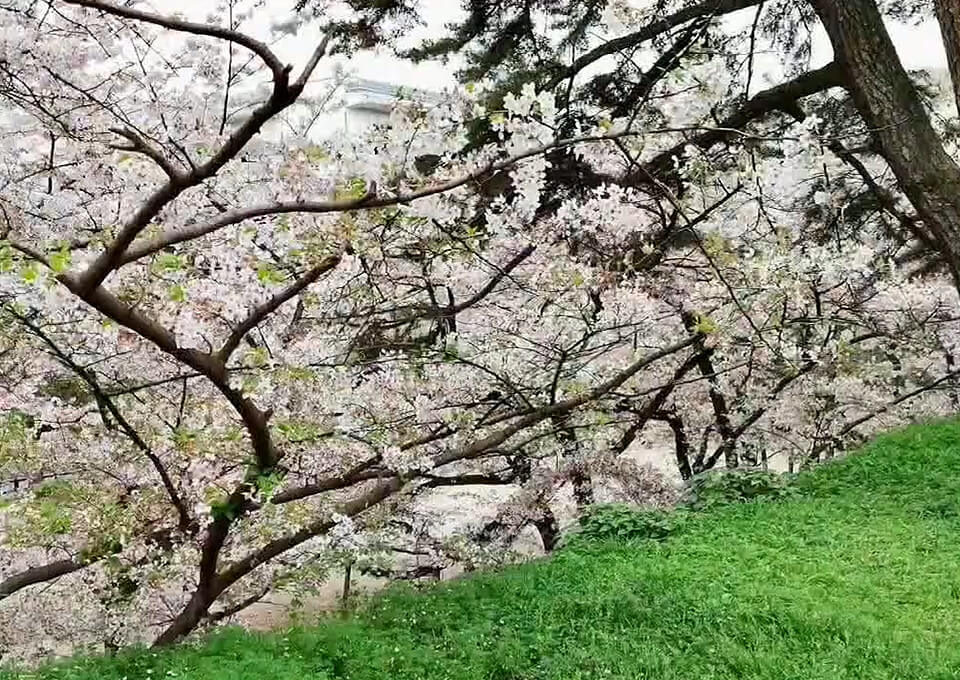 津城跡