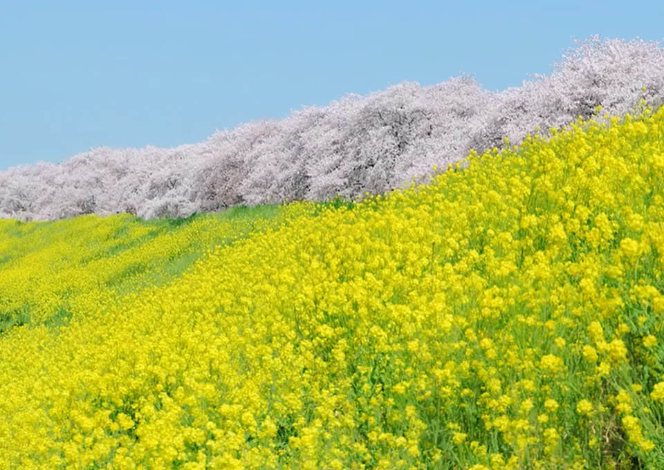 熊谷桜堤