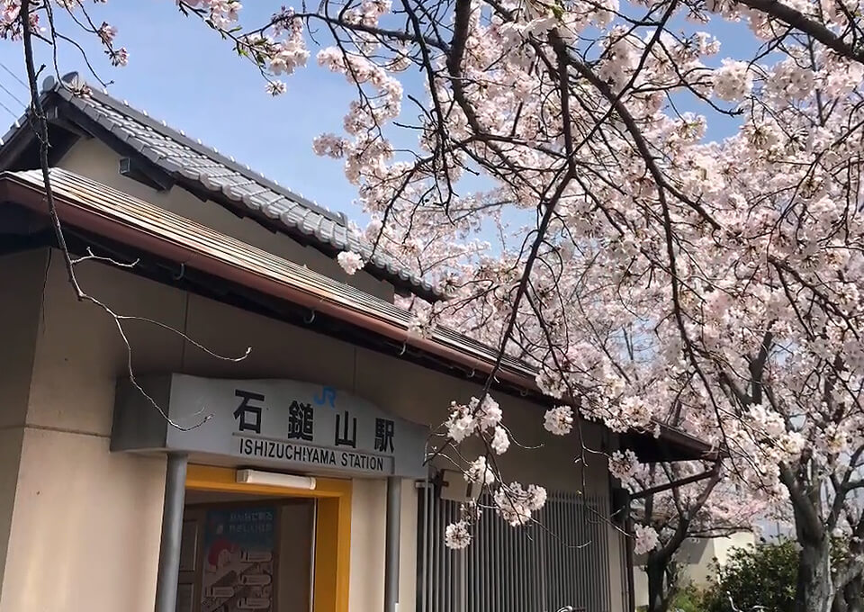 電車と桜の奇跡のコラボ
