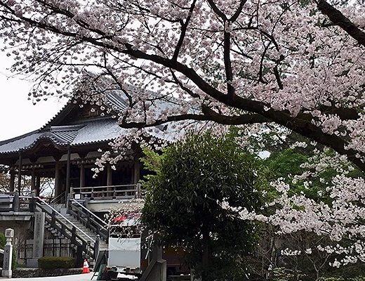慈眼院と満開の桜