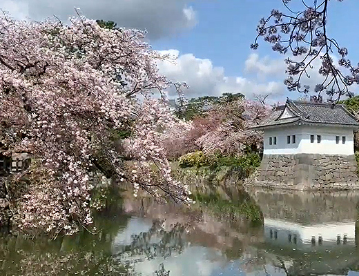 小田原城の桜