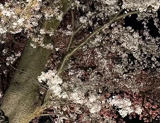 足羽川緑地の夜桜満開 