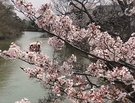 松江城と桜
