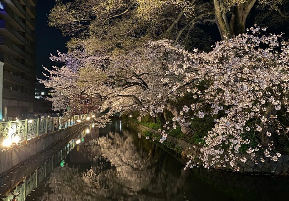 夜桜