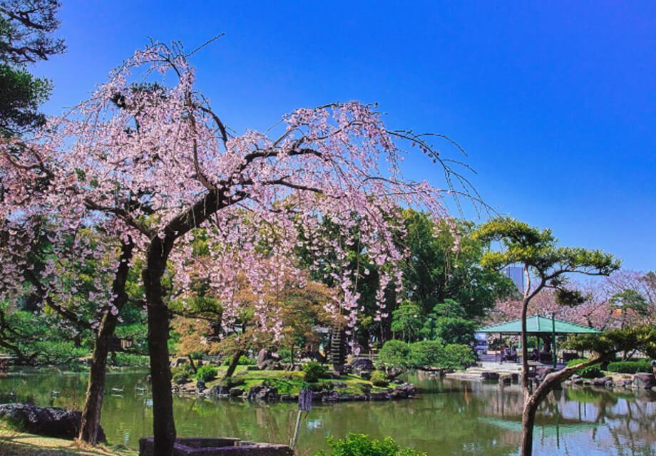 竜ケ池のしだれ桜