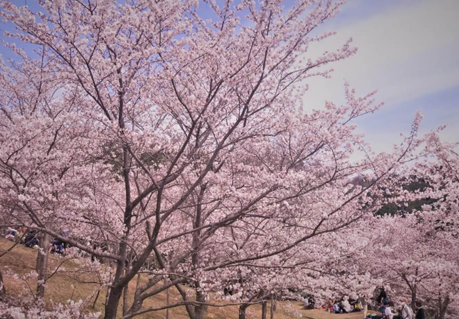 憩いの森公園 桜