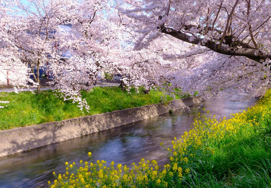 五条川の桜並木