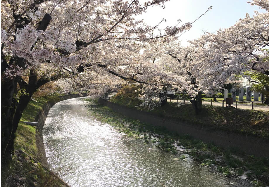 堀尾跡公園の桜