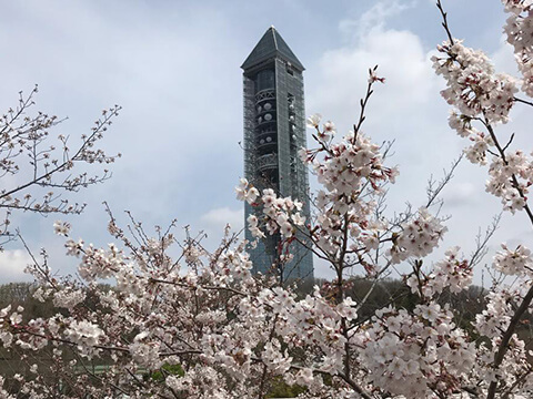 桜とのコラボ