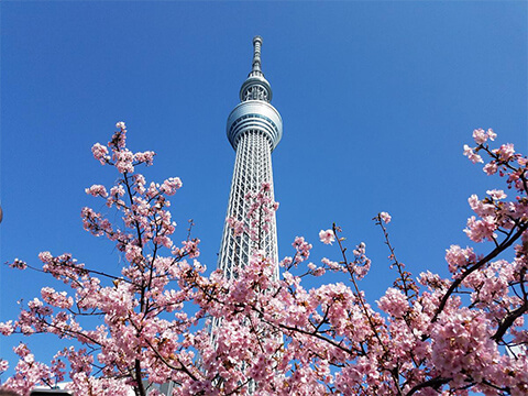 スカイツリー