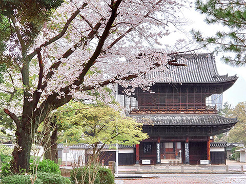 三門と桜