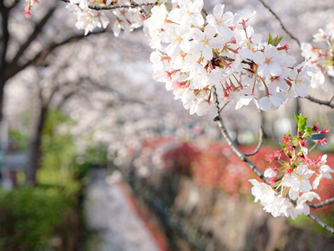桜咲く