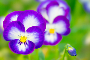花の色味を見事に引き出した写真