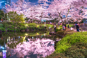 日没直後は空と桜との輝度さが少ない状況