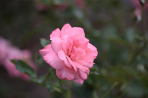 絞りを「開いて」花を撮影