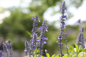 「高速シャッター」で風に揺れる花の動きを止めた写真