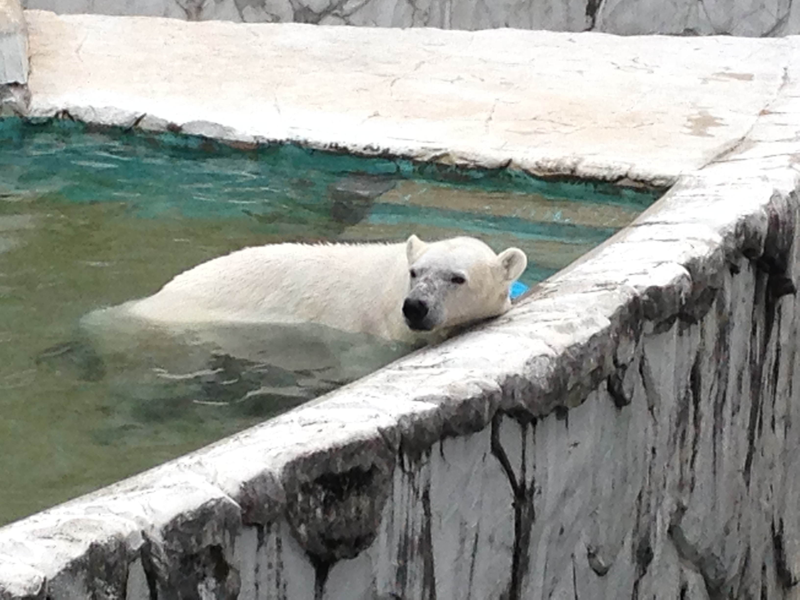 シロクマの行水